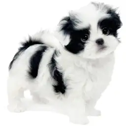 MIX（トイプードル×狆）