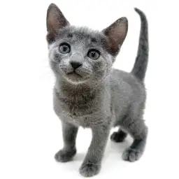 ロシアンブルー