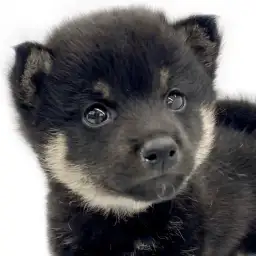 【 豆柴 】豆柴をお探しの方！必見！黒色の被毛を持った男の子が志村坂下店に登場