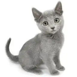 ロシアンブルー