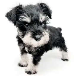 ミニチュア・シュナウザー