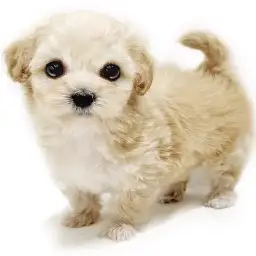 MIX（マルチーズ×トイプードル）