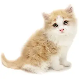 ノルウェージャンフォレストキャット