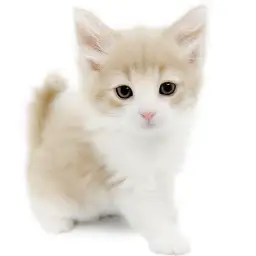 ノルウェージャンフォレストキャット