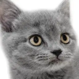 【 ブリティッシュ 】父はICCダブルチャンピオン！サラブレッドたる可愛らしさ！