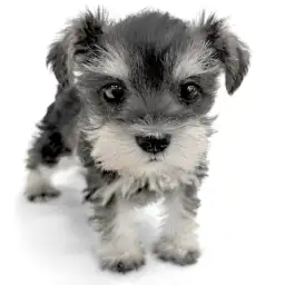 ミニチュア・シュナウザー