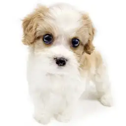 MIX（キャバリアキングチャールズスパニエル×ビションフリーゼ）