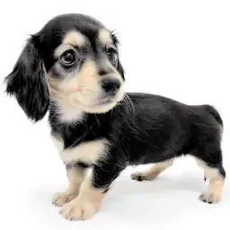 ミニチュア・ダックスフント