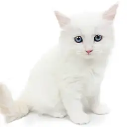 ネヴァマスカレード