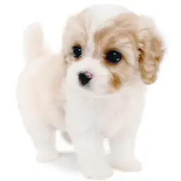 MIX（キャバリアキングチャールズスパニエル×ビションフリーゼ）