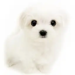マルチーズ