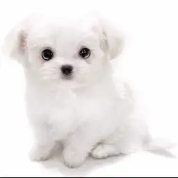 MIX（マルチーズ×チワワ）