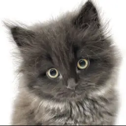 【 ミヌエット 】漆黒の気品と愛らしさを宿したミヌエットの男の子が登場！