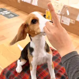 【 城山トレーニングダイアリー 】ビーちゃんの初めてのトレーニング