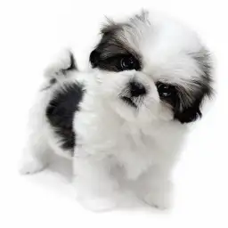 【シーズー】この柄、二度と出会えない。唯一無二の女の子！