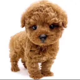 トイ・プードル