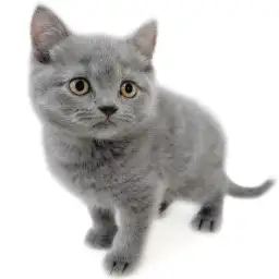 ブリティッシュショートヘア