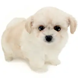 MIX（チワワ×ビションフリーゼ）