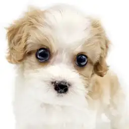 【 キャバション 】ココがイチ推し！きゅんポイント！vol.1