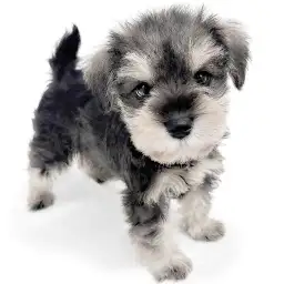 ミニチュア・シュナウザー