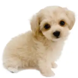 MIX（マルチーズ×トイプードル）