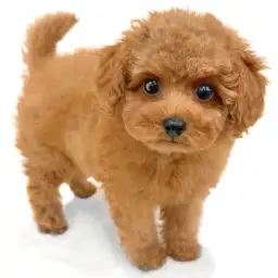 トイ・プードル