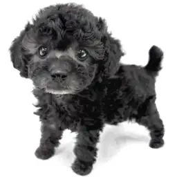 トイ・プードル