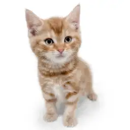 アメリカンショートヘア