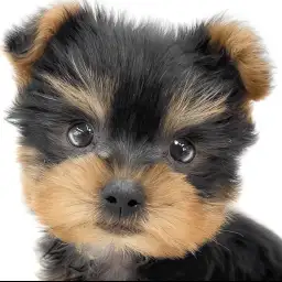 【 ヨークシャーテリア 】小さめサイズの男の子！小柄で抜け毛が少ない室内犬の魅力