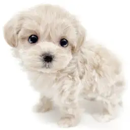 MIX（マルチーズ×トイプードル）