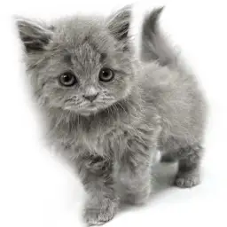 ブリティッシュロングヘア