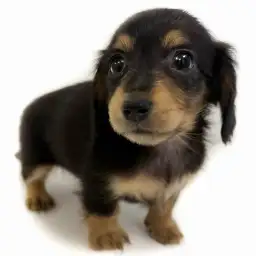 カニンヘン・ダックスフント