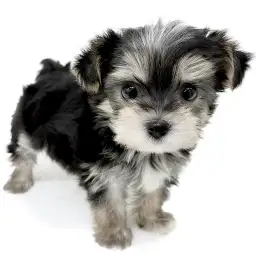 MIX（マルチーズ×ヨークシャーテリア）