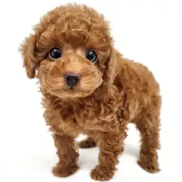 トイ・プードル