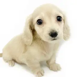 カニンヘン・ダックスフント