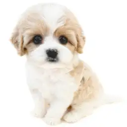 MIX（キャバリアキングチャールズスパニエル×ビションフリーゼ）