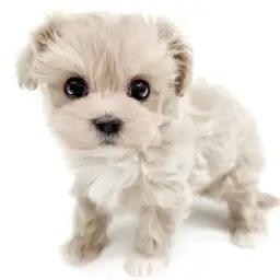 MIX（マルチーズ×トイプードル）