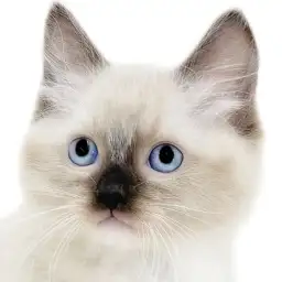 【 ラグドール 】色に特徴が盛り沢山！青い瞳にシールポイントと個性豊かなたぬき猫