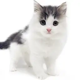 ノルウェージャンフォレストキャット