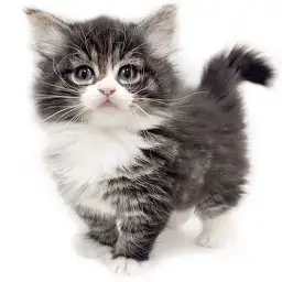 ノルウェージャンフォレストキャット