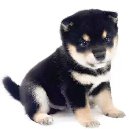 豆柴