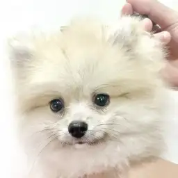 【 ポメラニアン 】ぬいぐるみ感アップ！シャンプーでさらに可愛く大変身