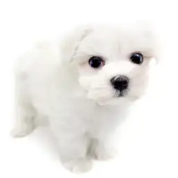 マルチーズ