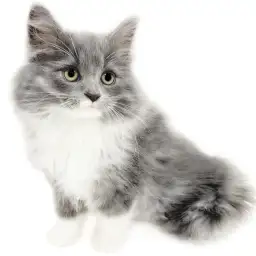 ノルウェージャンフォレストキャット