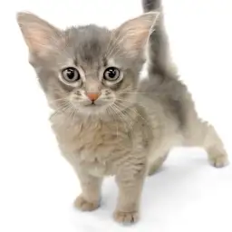 ソマリ