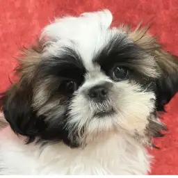 【 シーズー 】フレンドリーで愛され上手！育てやすい犬種代表シーズー！