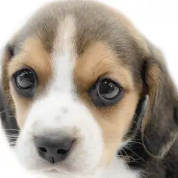 【 ビーグル 】懐っこさ全開！まっすぐに愛情を伝えてくれるパートナードッグ
