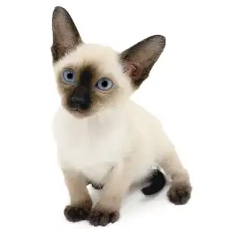 シャム