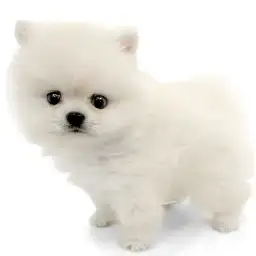 ポメラニアン