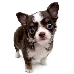 チワワ